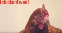 Tweeting Chicken Campaigns Image 3