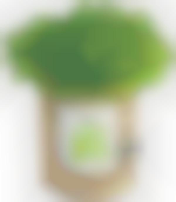 Home-Based Gardening Kits