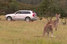 Kangaroo-Evading Cars