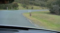 Kangaroo-Evading Cars Image 3