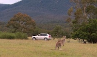 Kangaroo-Evading Cars Image 4