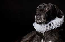 Noble Pet Photography