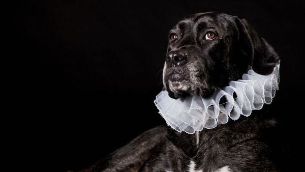 Noble Pet Photography