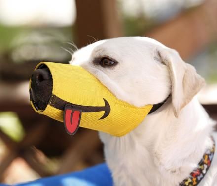 Top 45 Pets Trends in November