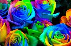 Rainbow Rose Seeds