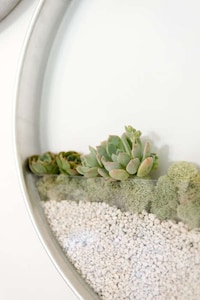 Circular Succulent Planters Image 3
