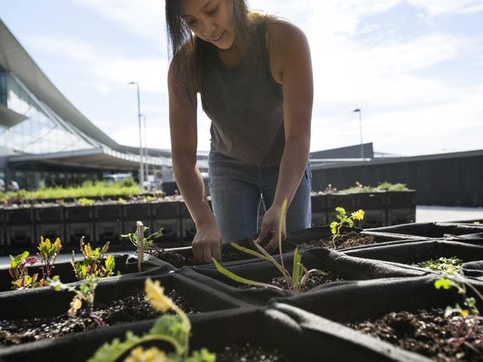 Airplane Rooftop Farms