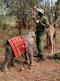 Elephant-Saving Teas Image 3