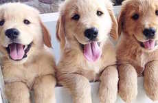 Puppy Petting Zoos