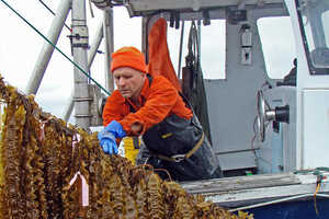 Vertical Seaweed Gardens Article Thubnail