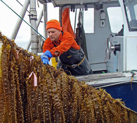 Vertical Seaweed Gardens