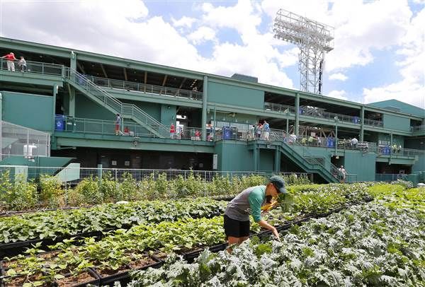 Ballpark Rooftop Gardens