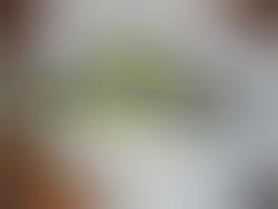 How to Grow Your Own Luffa