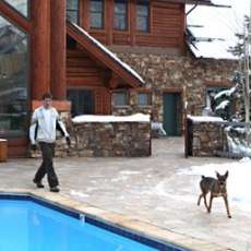 Pampered Pets Enjoy The High Life at Top Resorts