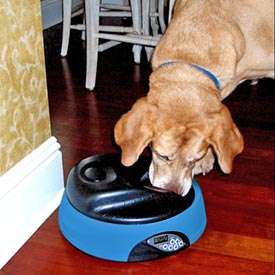 Programmable Dish Feeds Pets