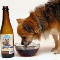 Doggie Beer