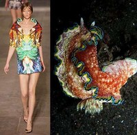 Fashion Darwinism Image 3