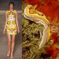 Fashion Darwinism Image 5