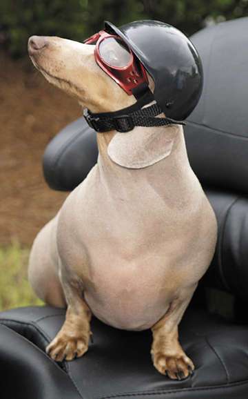 24 Bizarre Ways to Bond with Your Pet
