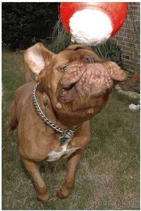Cave-Mouth Canines Image 4