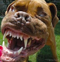 Cave-Mouth Canines Image 5