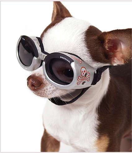 22 Killer Ideas for Spoiled Pets