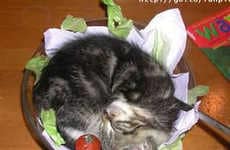 Sleeping Pets As Art