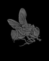 Scanned Insects as Art