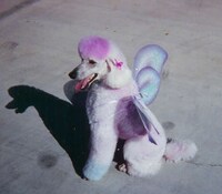 Pets as Art Mediums Image 5