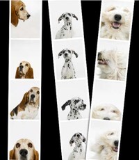 Canine Candids Image 2