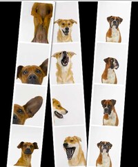 Canine Candids Image 4