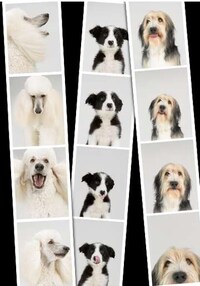 Canine Candids Image 5