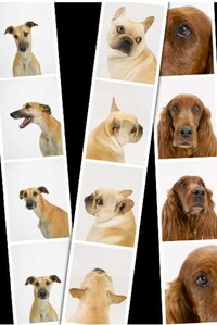 Canine Candids Image 6