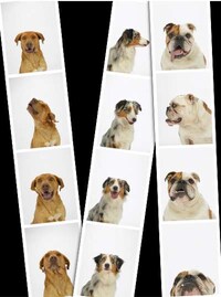 Canine Candids Image 7