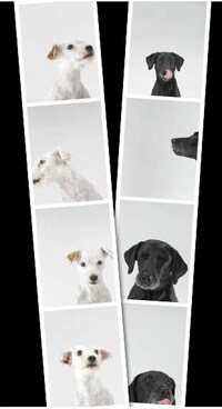 Canine Candids Image 8