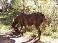Equestrian Sculpting Image 5