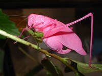 Neon Insects Image 2