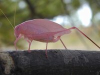 Neon Insects Image 3