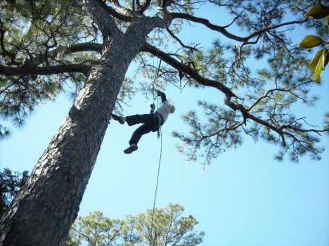 Recreational Tree Climbing