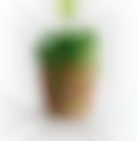 Breathing Plant Pots