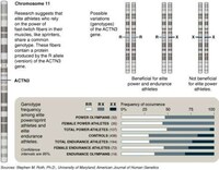 DNA Tests to Determine Athleticism Image 2