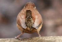 Rear View Photography Image 5