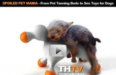 Spoiled Pet Mania