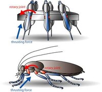 Biomimicry to Solve Problems Image 5