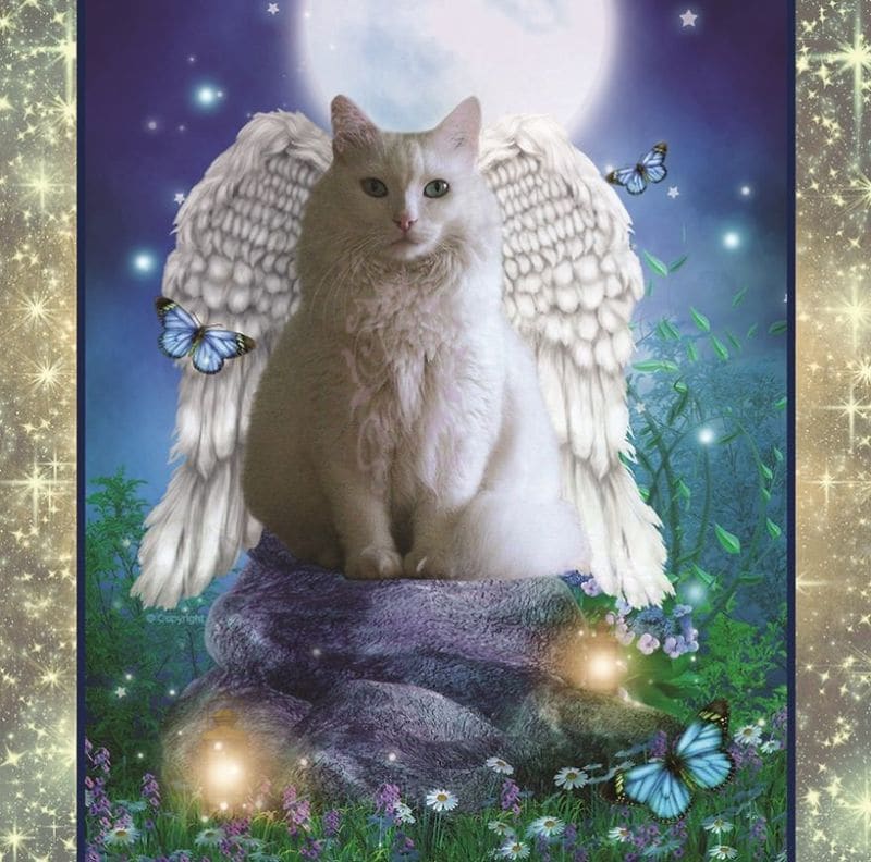 Fantasy Cat Calendars