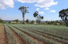 Solar-Powered Irrigation Systems