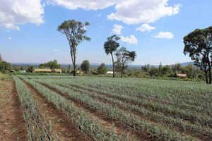 Solar-Powered Irrigation Systems Article Thubnail