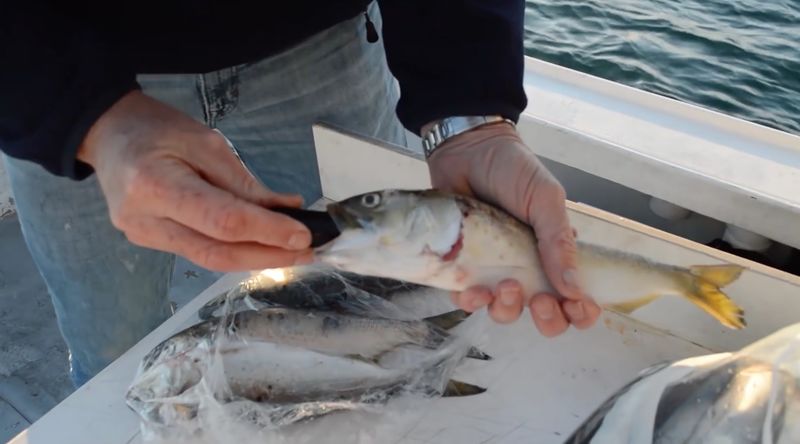 Robotic Fishing Bait