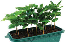 Coffee-Growing Kits