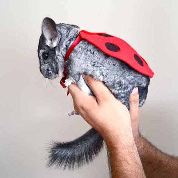 22 Alternative Pet Gifts